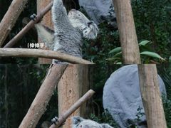 -广州长隆野生动物世界