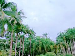 -中国科学院西双版纳热带植物园