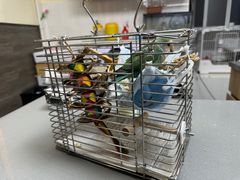 -爱侣宠医·鹦鹉专科·小型哺乳类·异宠专科(灵石路店)