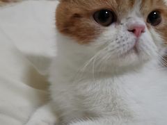 -Bastet sally猫舍购宠(静安店)