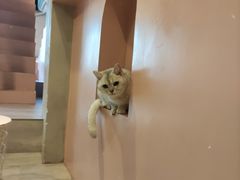 -猫儿山۰猫主题餐厅