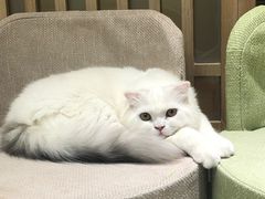 -猫和宫(六道口店)