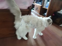 -纳吉亚猫专科动物医院博雅分院