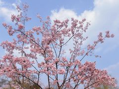 -上海辰山植物园