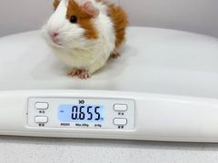 -博特宠物医院24h犬猫全科.骨科·异宠
