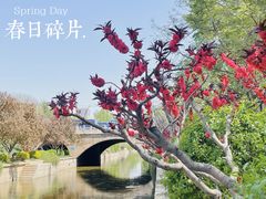 -海棠花溪(元大都城垣遗址公园)