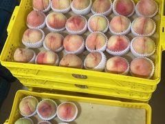 -老袁家蜜桃农场·阳山水蜜桃