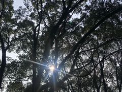 -逸廊大堂吧-下午茶·简餐-千岛湖自由洲际殿