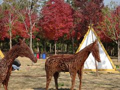 -北京西山国家森林公园