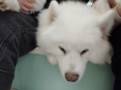 -怪兽屋·羊驼·猫咖·狗咖(俊华广场店)