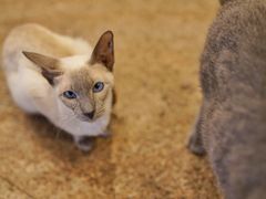 -more than meow吴止猫主题餐厅(承德 中船汇店)