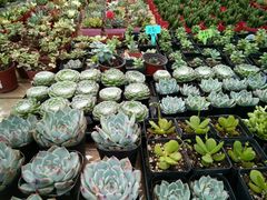 -荷兰花海