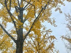 -重庆中央公园(渝北区)