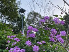 -金鸡山公园