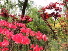 -南汇桃花村