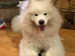 -more than meow吴止猫主题餐厅(承德 中船汇店)