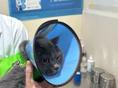-米苏动物医院·犬猫专科·骨科外科内窥镜