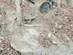-崂山九水游览区