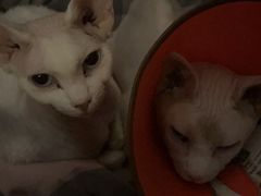 -特一安24小时宠物医院·骨科·中兽医