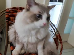 -瑞鹏宠物医院犬猫全科(真大分院)