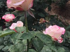 -人民公园(罗湖区)