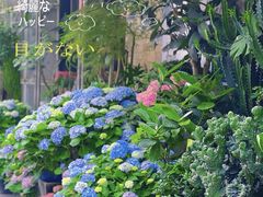 -溪岸路花鸟市场