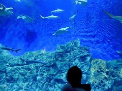 -芜湖新华联大白鲸海洋公园