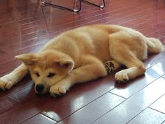 -喜柴咖啡·柴犬狗咖