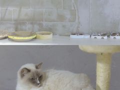 -浣熊柯尔鸭土拨鼠·电玩咖