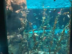 -瑞普利水族馆