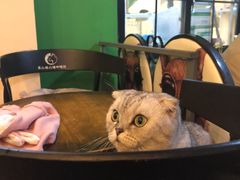 -李小姐の猫咖啡馆(五角场店)