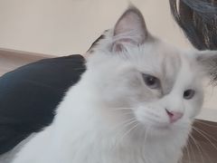 -滚猫咖啡·猫咖·猫友好撸猫(未来城店)