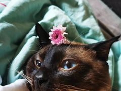 -宠爱国际动物医院· 猫科· 外科·中兽医(长白店)