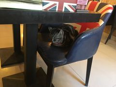 -名猫咖啡馆·撸猫·拼豆