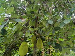 -西双版纳傣族园