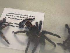 -墨尔本博物馆(Melbourne Museum)
