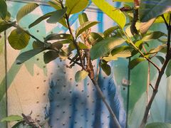 -上海大自然野生昆虫馆