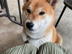 -柴犬高等学院·狗咖·柴犬售卖·宠物训练