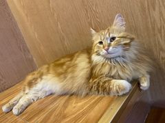 -MOCHA明星猫咖(田子坊店)