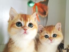 -东方名猫馆·英短金渐层布偶猫舍(环线广场1号楼店)