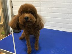 -PETKIT小佩宠物(古北店)