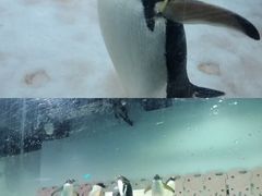 -正佳极地海洋世界