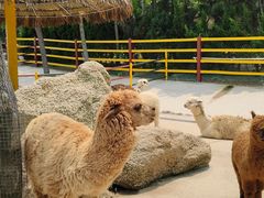 -西霞口神雕山野生动物世界
