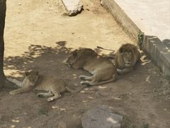 -西霞口神雕山野生动物世界