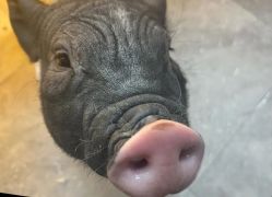 -神奇动物撸宠馆·羊驼·小浣熊·异宠(豫园店)