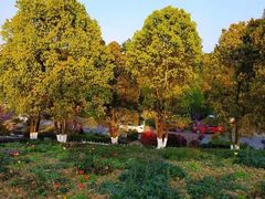 -铁山坪森林公园