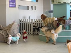 -怪兽屋·羊驼·猫咖·狗咖(俊华广场店)