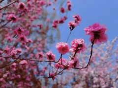 -海棠花溪(元大都城垣遗址公园)