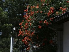 -青果巷历史文化街区