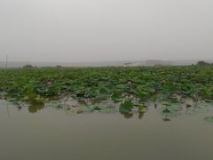 -微山湖红荷湿地景区